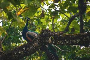 photo of Kasu Brahmananda Reddy National Park